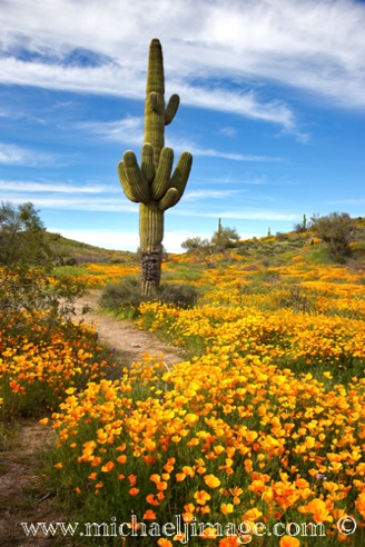 Poppies
Saguaro Lake, AZ. Poppies
Saguaro Lake, AZ.